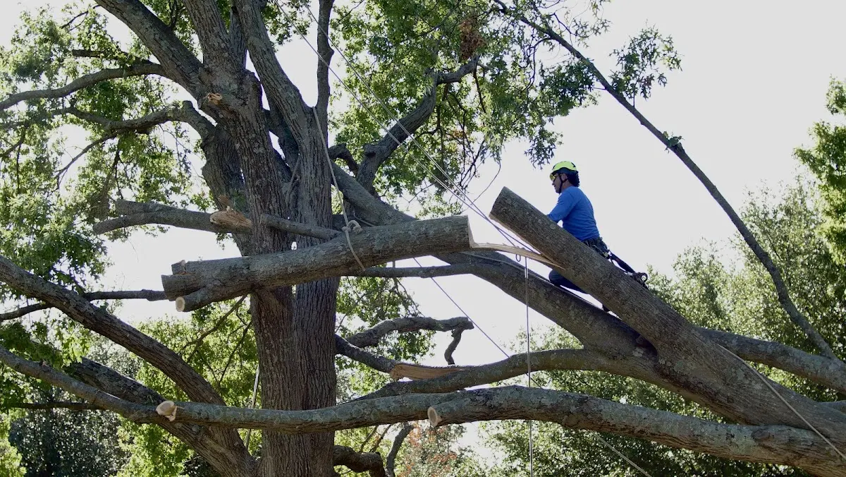 Professional Crown Thinning performed by certified arborists in High Point