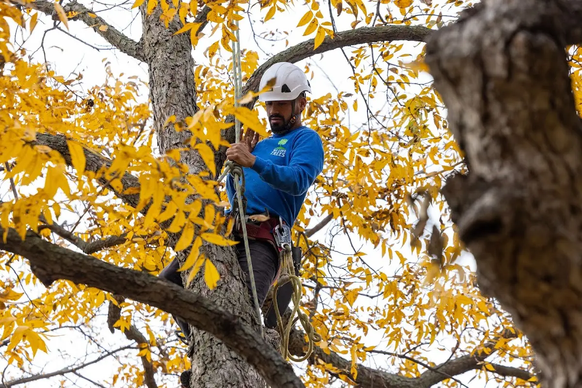 Skilled Tree Planing crew working in High Point