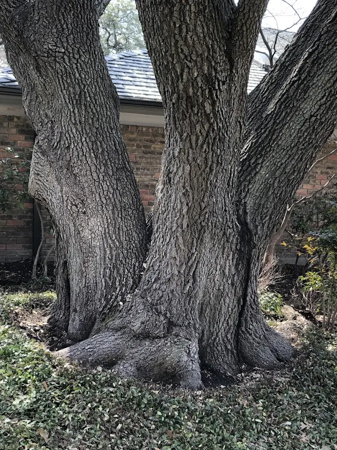 Mature heritage tree close to a High Point property cared for by certified arborists